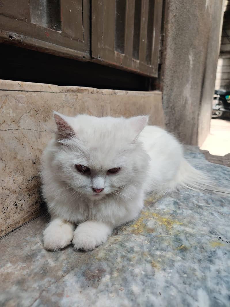 White Cat 1