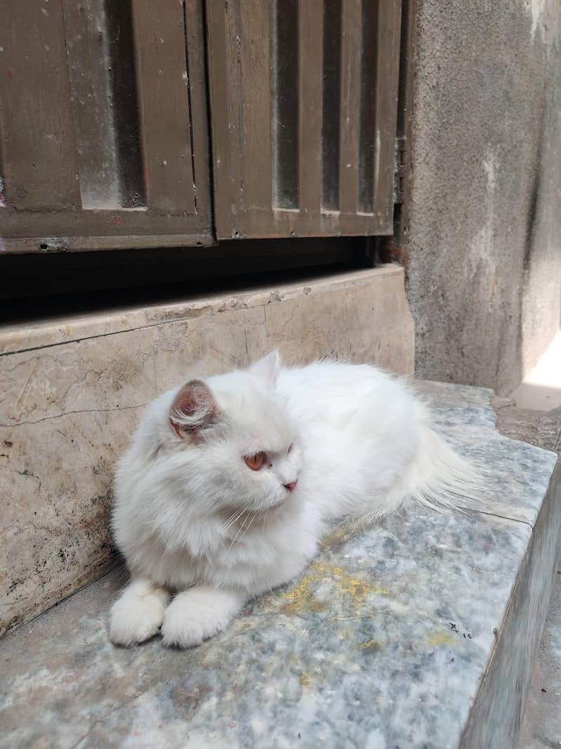 White Cat 2