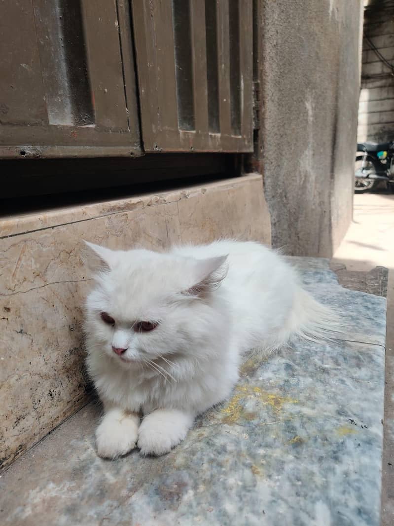 White Cat 3