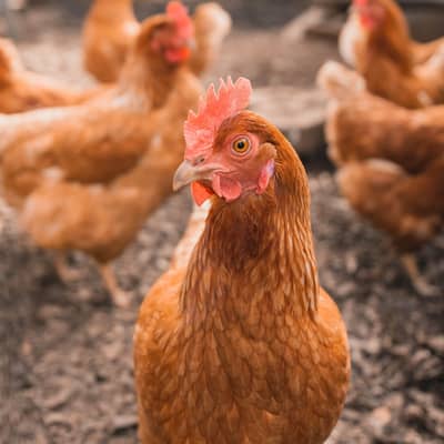 4 hen or 1 murgha for sale