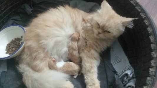 Female cat only bebys sal hoagye hai just female sale karni hai
