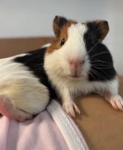 Guinea Pigs / Hamsters