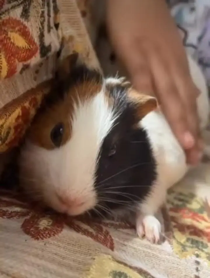 Guinea Pigs / Hamsters — photo 3