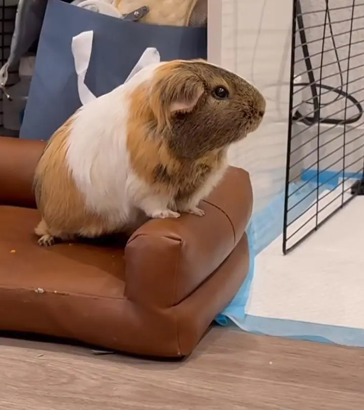 Guinea Pigs / Hamsters — photo 5