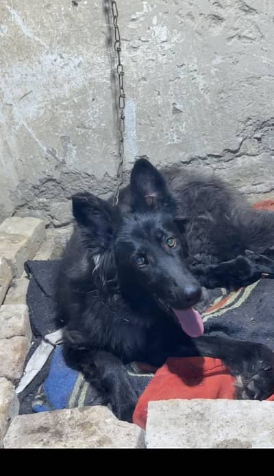 German Shepherd black long coat