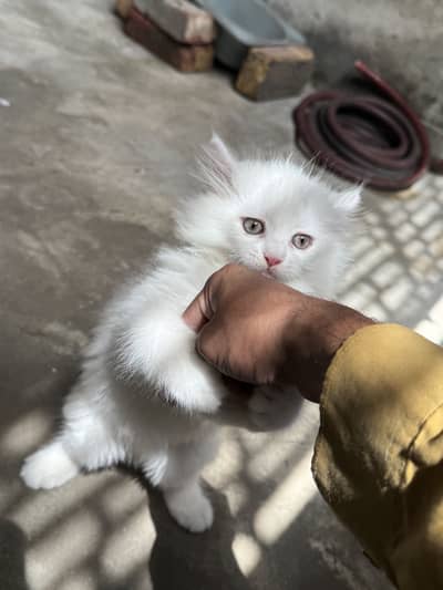Triple cotted persian male kitten