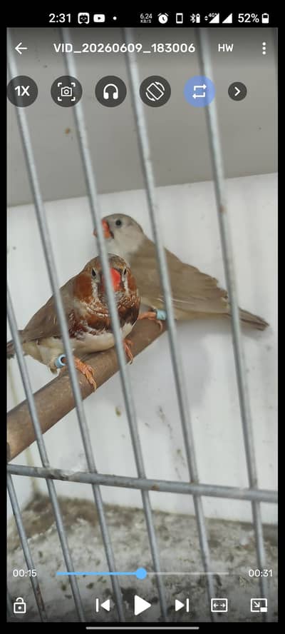 Undersize split orange ready to breed pair