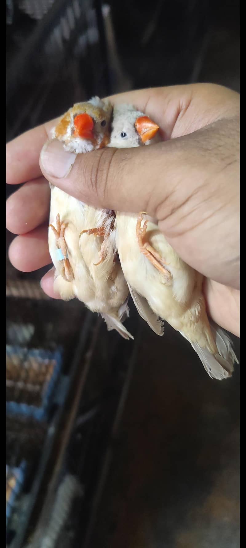 Undersize split orange ready to breed pair 1