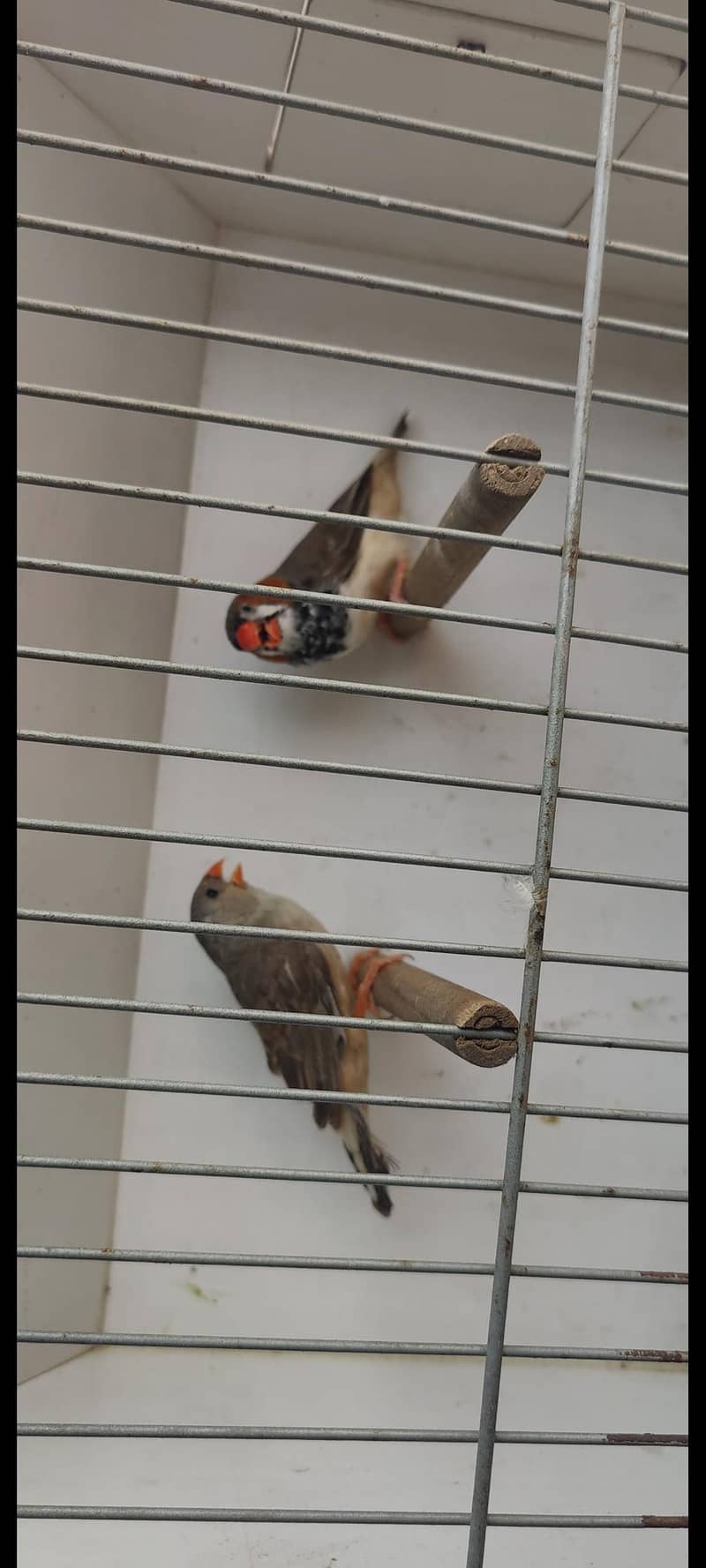 Undersize split orange ready to breed pair 2