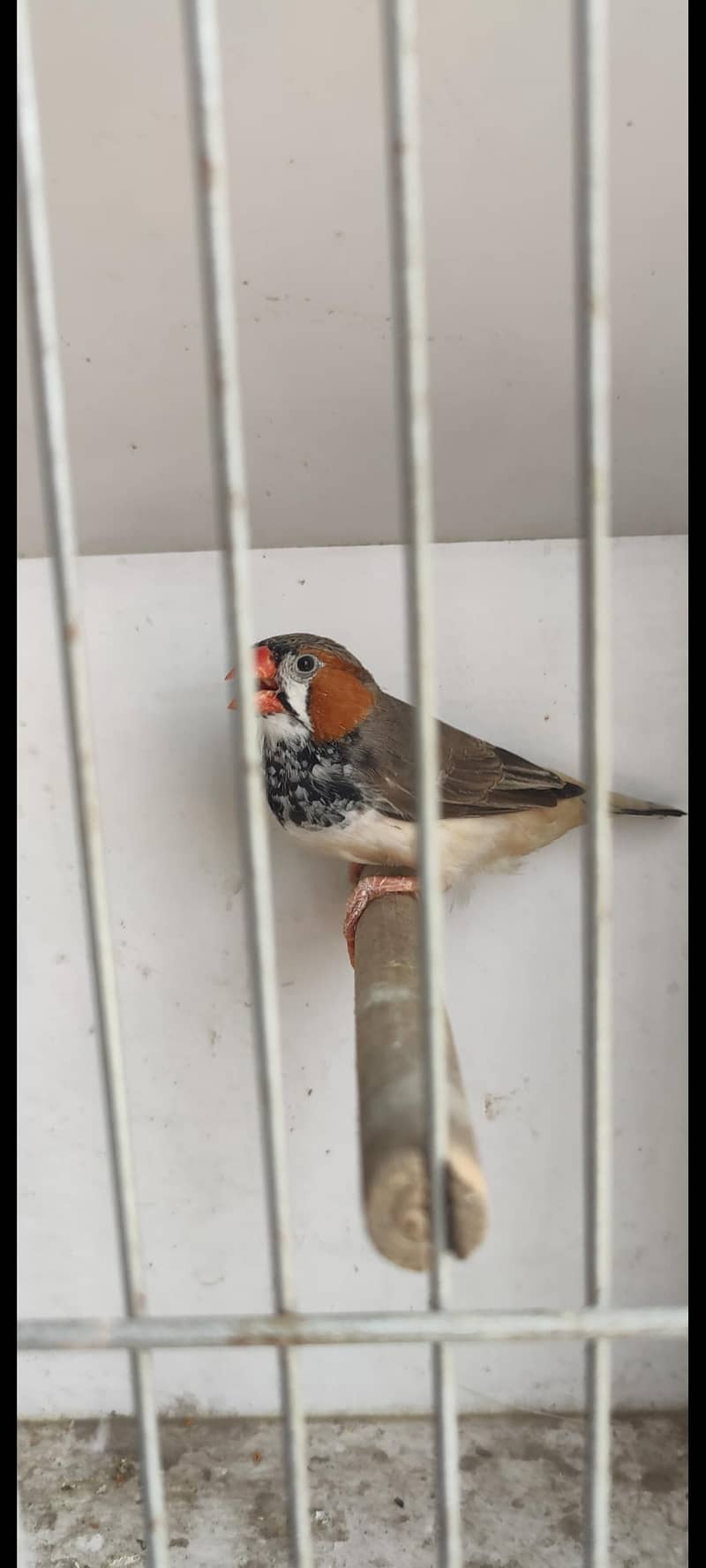 Undersize split orange ready to breed pair 3