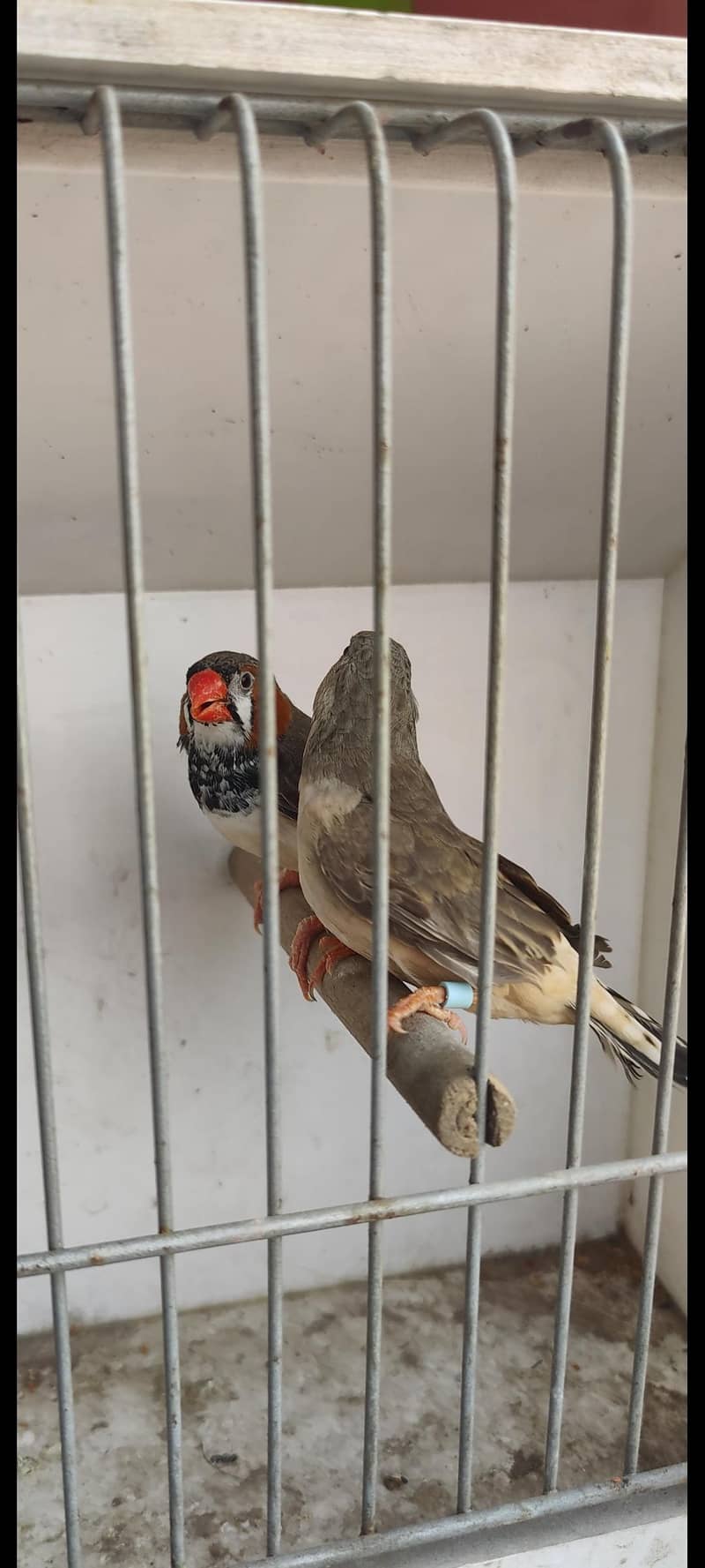 Undersize split orange ready to breed pair 4