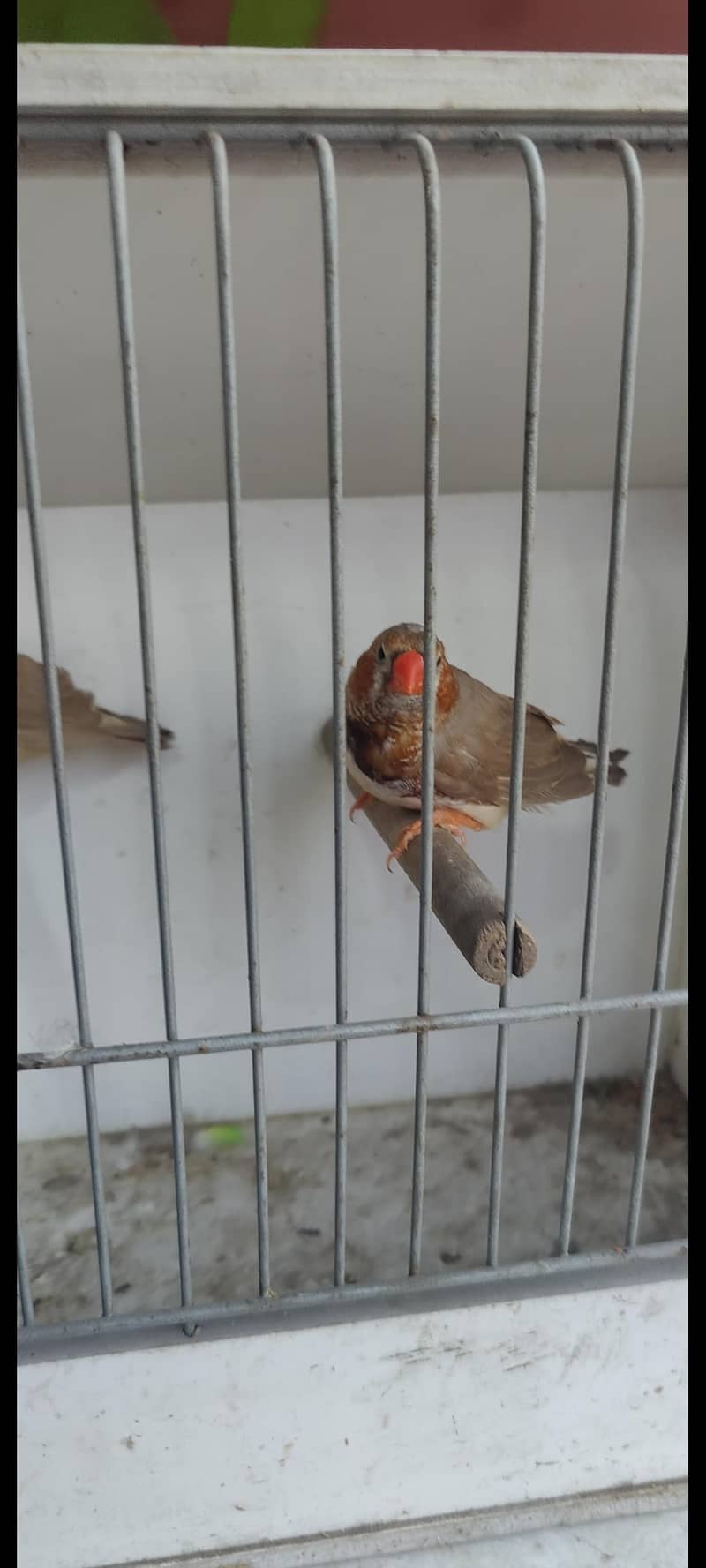Undersize split orange ready to breed pair 5