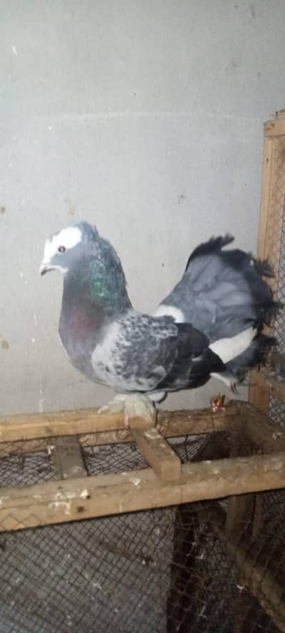 Fancy Laka Male Pegion