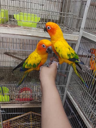 SUNCNOURE HAND TRAIN PAIR 0 PERCENT BITE LOVELY TAIM