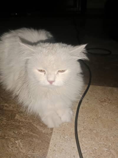 Persian cat white colour 3 core washroom trainer literal trainer