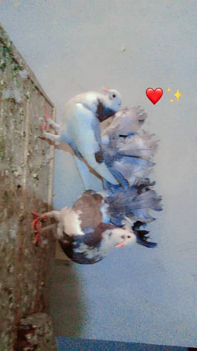 Fancy Lucky Pegions
