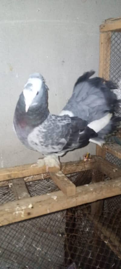 Fancy Lucka Male Pegion