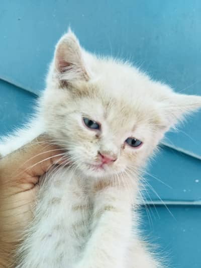 Creamy Colour Persian Cate baby