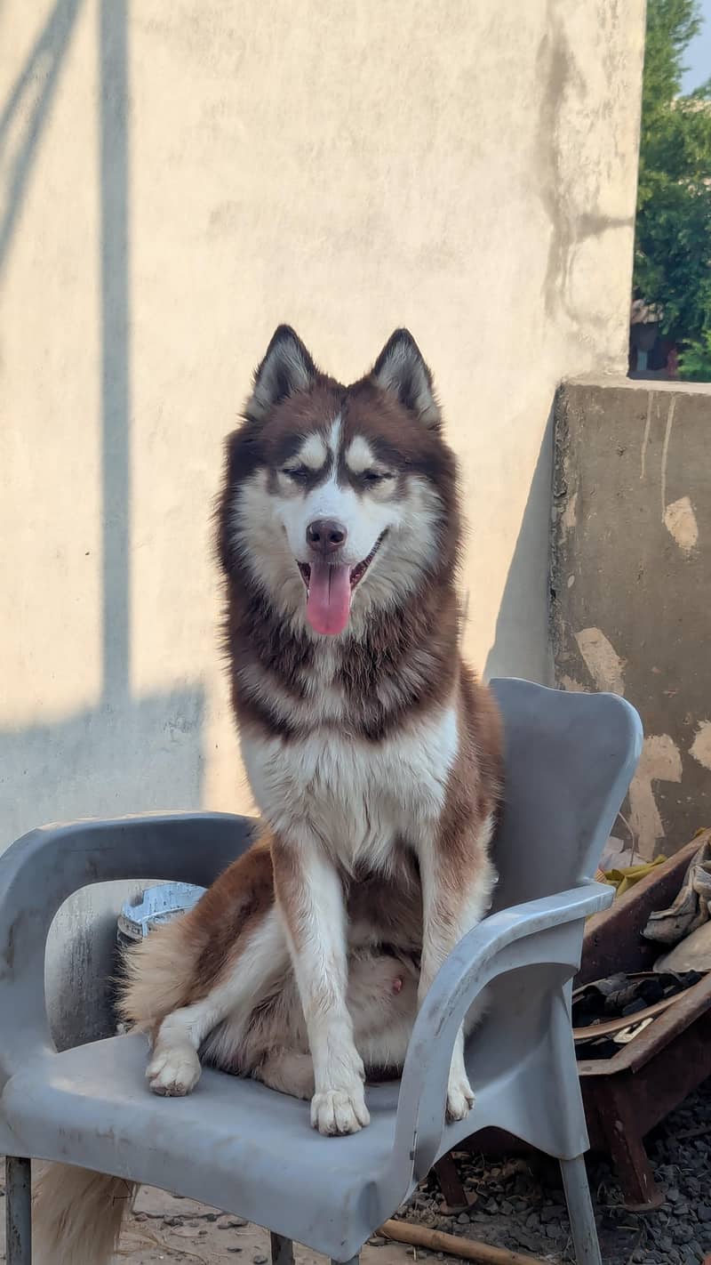 husky for stud 0