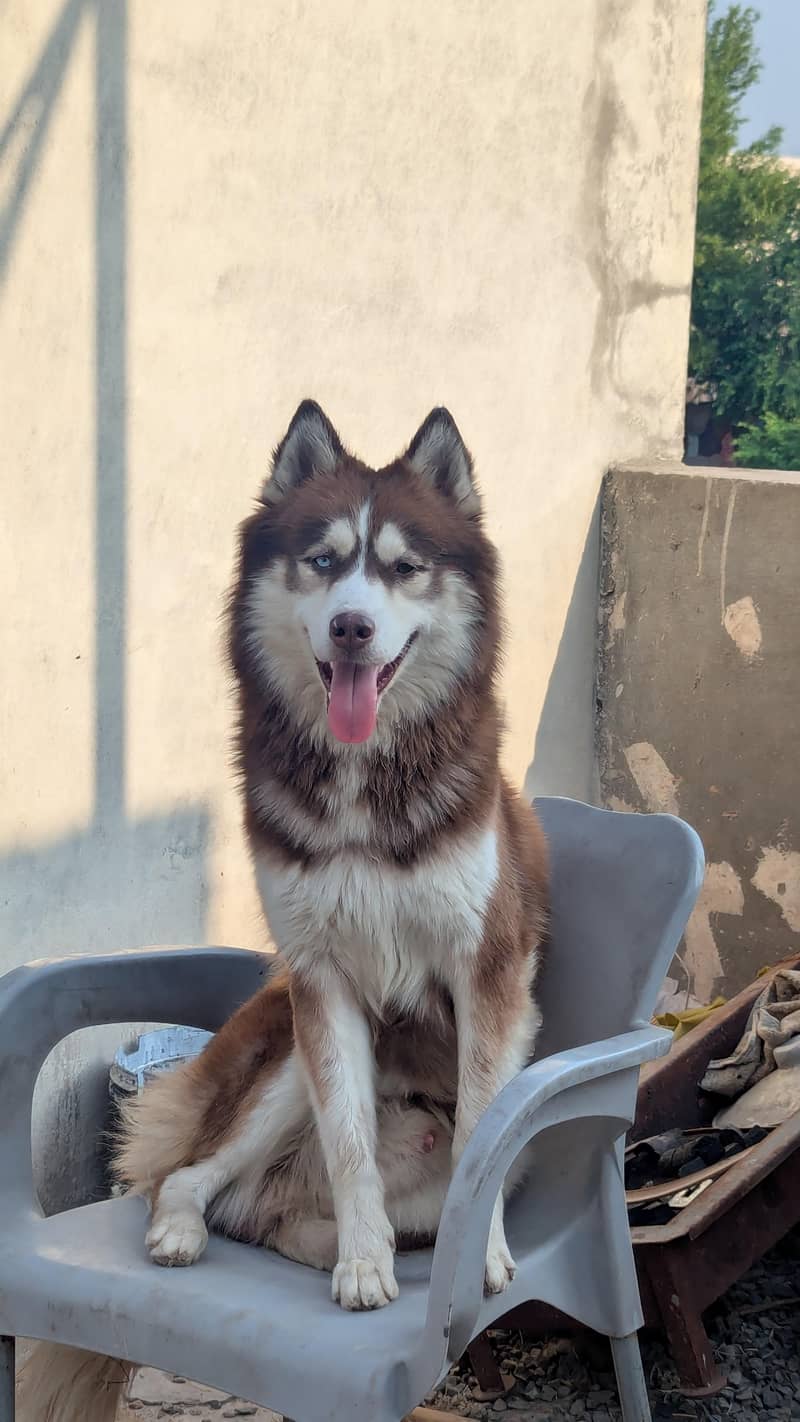husky for stud 1