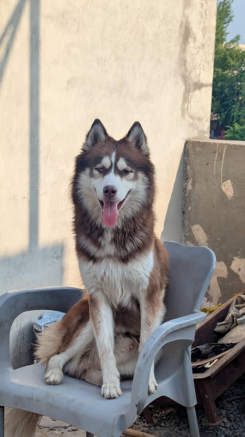 husky for stud 2