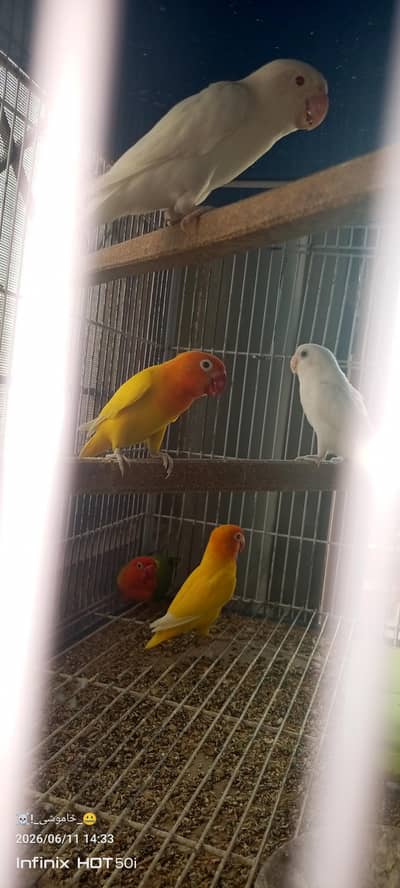 color birds