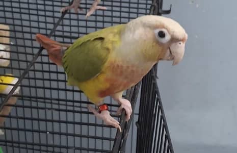 pineapple conure parrot