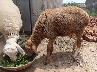 Desi Dumbi For Sale