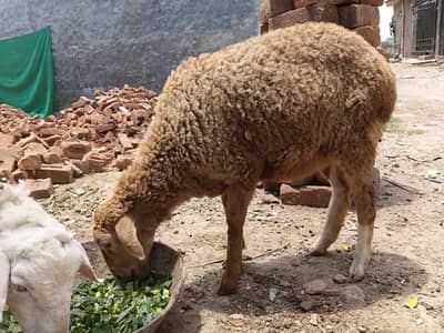 Desi Dumbi For Sale