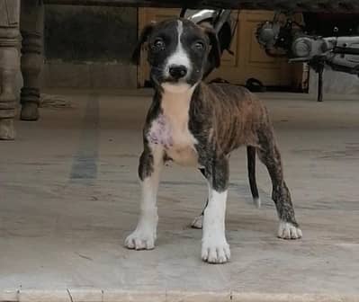 gultair male puppy (waleti)