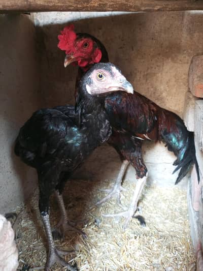 Aseel sindhi murgi for sell