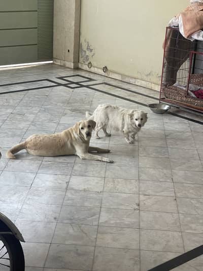 Labrador and Russian dog