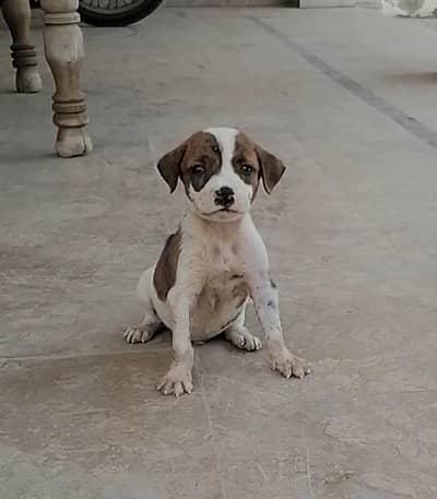 bully  gultair male puppy available for sale