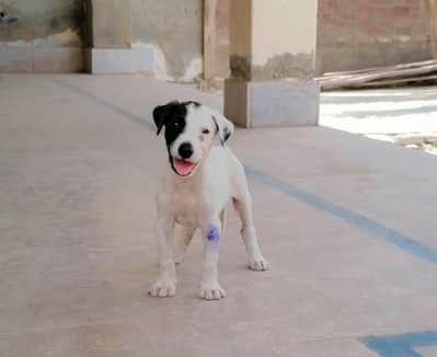 gultair female puppy