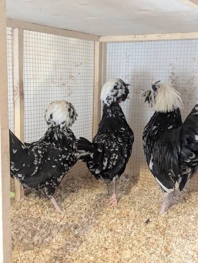 Different Fancy top Quality Chicks ,Eggs Available polish,Silkie,heavy