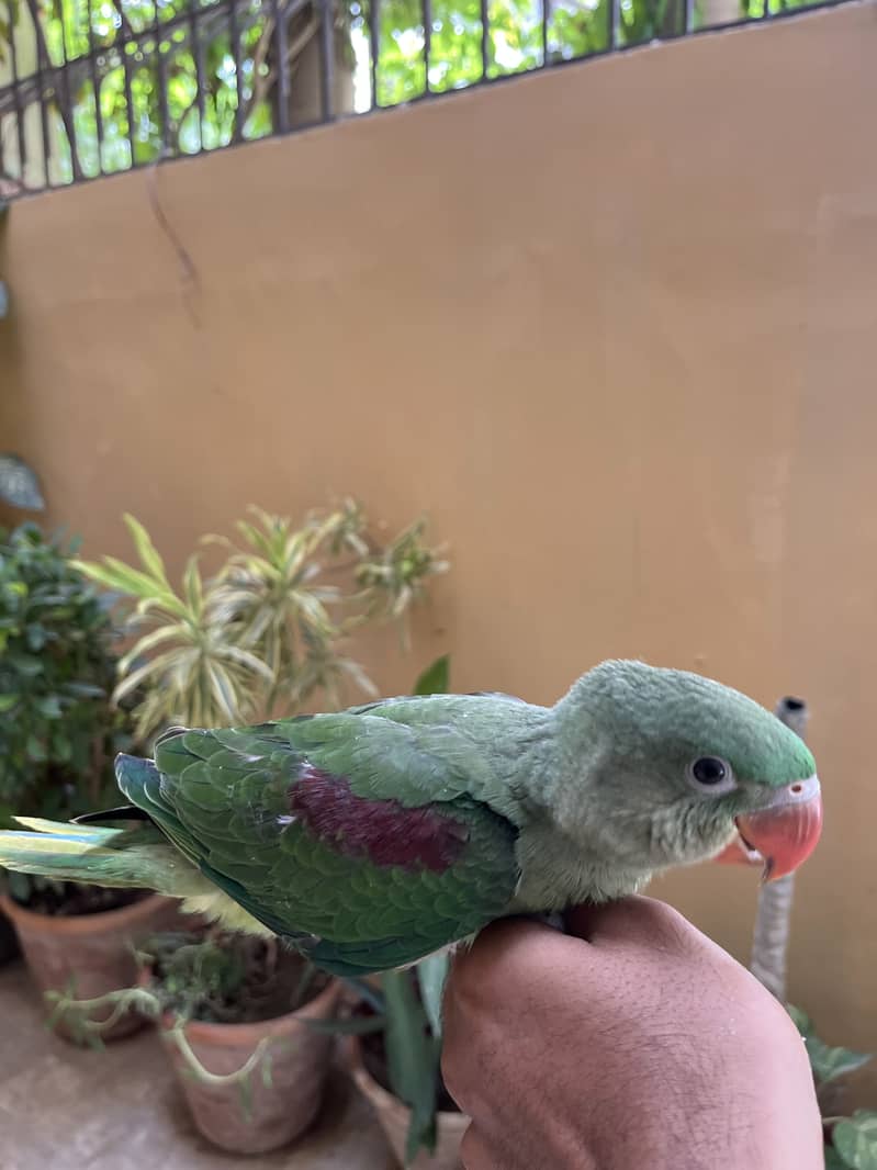 Pahari 0