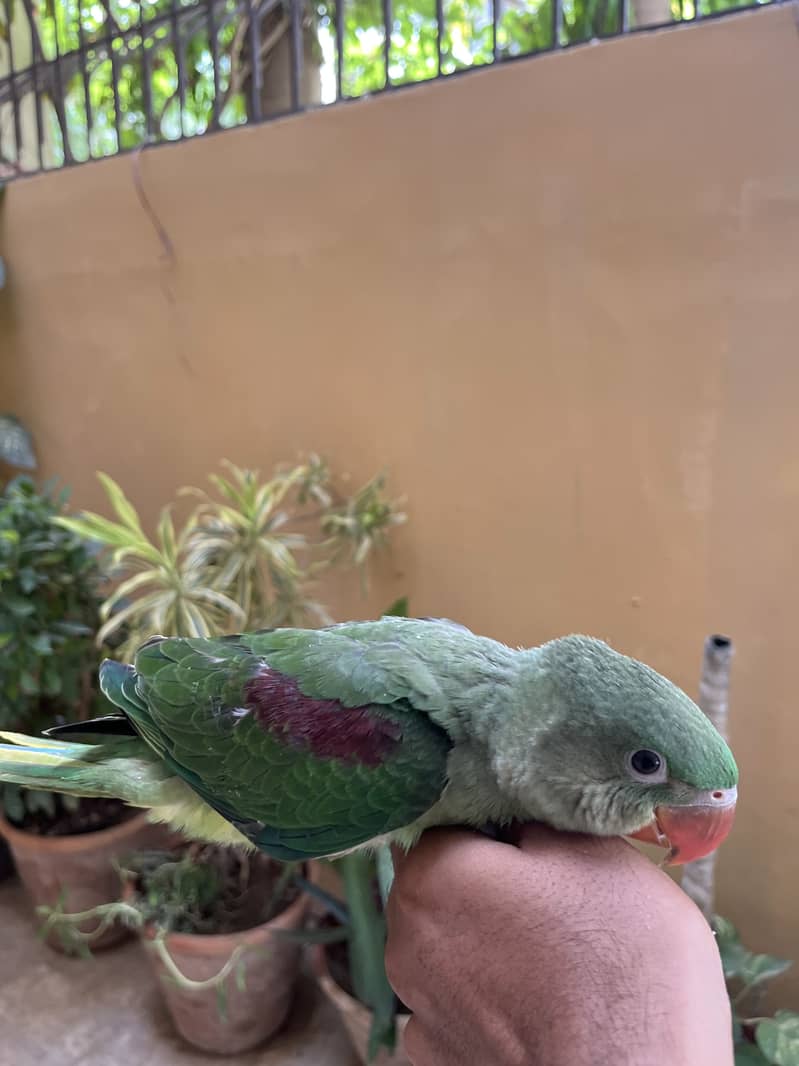 Pahari 1
