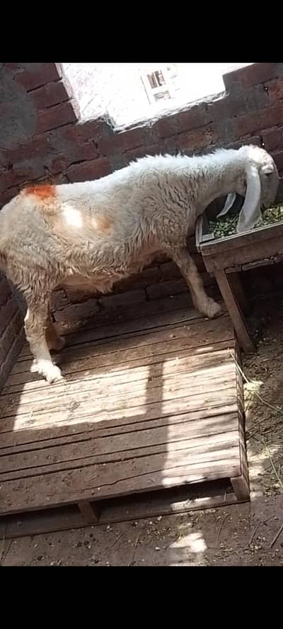 dasi sheep gaban tayar