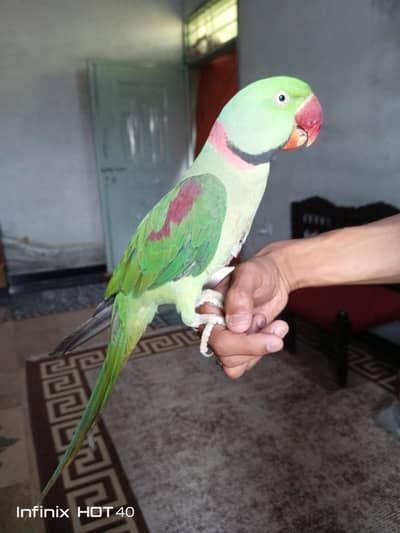 Kashmeri Raw parrot salle urgent