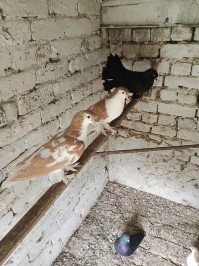 Fancy pigeon for sale
