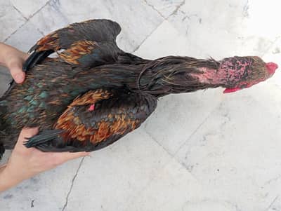 Aseel Male & Female Pair for Sale