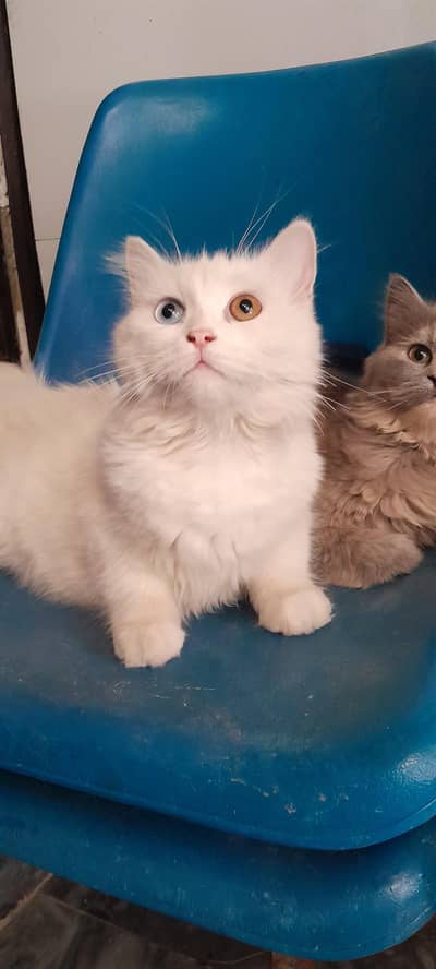 persion cat For sale
