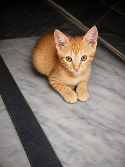 Cute Orange cat Tabby Kitten