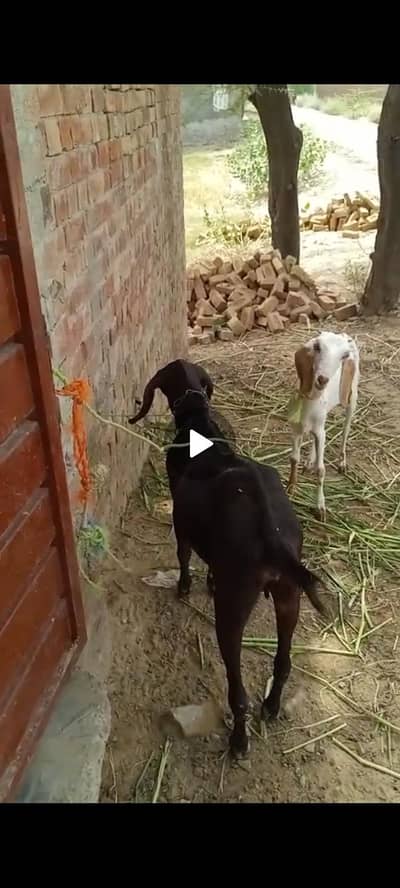 2 goats