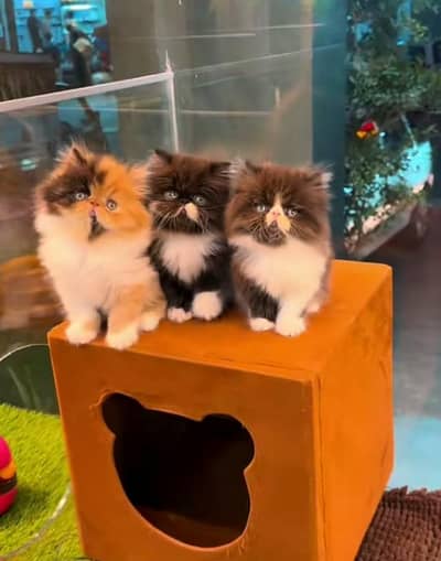 Persian | kittens | Cats | Billi | Kitty |  WA 0348 | 0290 | 146