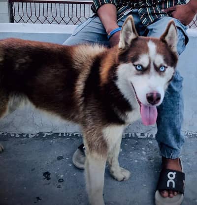Huskey male