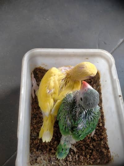 yellow chick