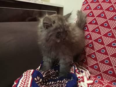 kittens for sale