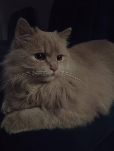 Persian Triple Coat