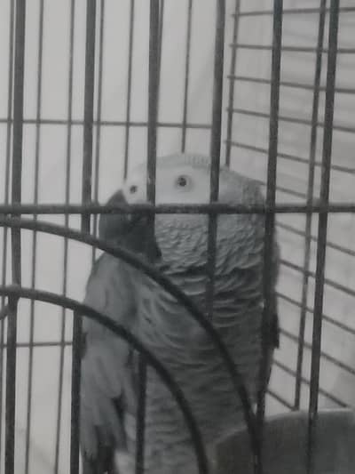 Grey parrot